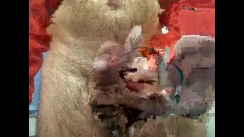 Snapshot of flippe64 chatting on 5, 2, 2025 flippe64 online show from 5, 2, 2025