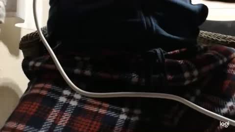 flowerpower622 online show from 6, 1, 2026