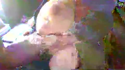 Snapshot of forestcat69 chatting on 18, 1, 2025 Terry Bangcock online show from 18, 1, 2025