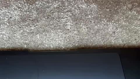 Snapshot of freaky__athena chatting on 27, 2, 2026 athena online show from 27, 2, 2026