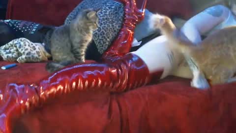 Snapshot of freakyspun101 chatting on 13, 1, 2025 freakyspun101 online show from 13, 1, 2025