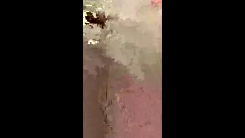 Snapshot of freelingling chatting on 2, 12, 2025 freelingling online show from 2, 12, 2025