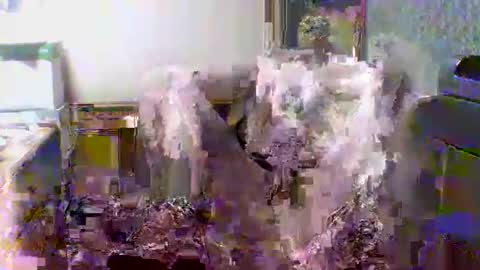 Snapshot of giann005 chatting on 24, 3, 2026 giann005 online show from 24, 3, 2026