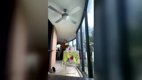 gracemeow online show from 5, 2, 2026