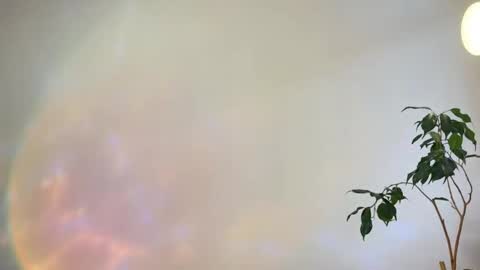 hannah levis  online show from 25, 2, 2026