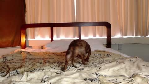 Gregblonde  Alextattoo online show from 1, 2, 2025