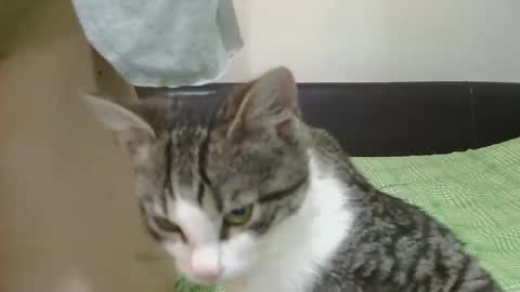 Serena online show from 8, 11, 2025