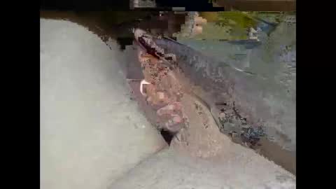 hung_mac0 online show from 25, 2, 2026