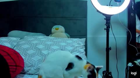 iam_your_fantasy online show from 12, 1, 2026