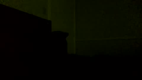 Snapshot of jamacianmehorny chatting on 21, 2, 2025 Jamacian online show from 21, 2, 2025