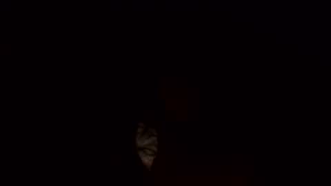 Snapshot of jamacianmehorny chatting on 3, 3, 2025 Jamacian online show from 3, 3, 2025