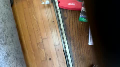 Jeremys room chill and puff one enjoy online show from 12, 1, 2026