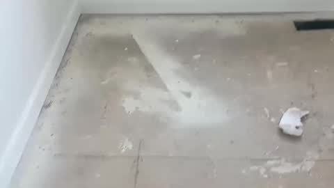 joshuatreestroker online show from 19, 2, 2025