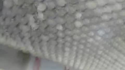 Giovanni50pro online show from 17, 9, 2025