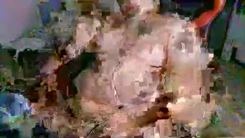 juteja online show from 13, 9, 2025