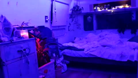 jwolf11851725 online show from 21, 9, 2025