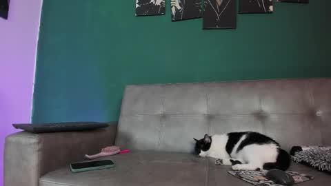 KarolSweet online show from 26, 3, 2026