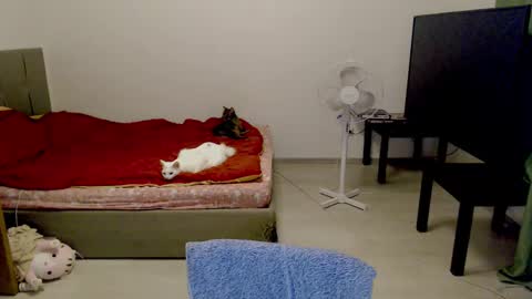 Snapshot of kitten_jenny01 chatting on 10, 2, 2025 Jennyblonde and Emmabrunette online show from 10, 2, 2025