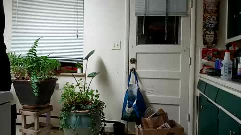 lacybell online show from 15, 2, 2025