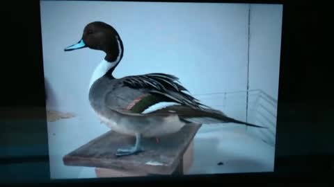 Lance online show from 13, 1, 2025