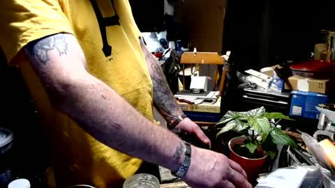 Lickensu online show from 30, 6, 2026