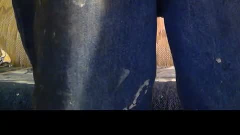 love69bush online show from 8, 2, 2026