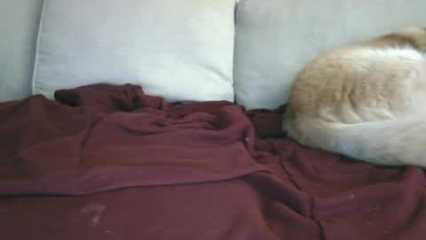 lowhangingfruit93 online show from 26, 1, 2025