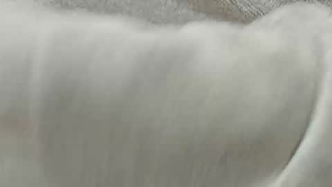 Snapshot of lustgardener67 chatting on 8, 11, 2025 lustgardener67 online show from 8, 11, 2025