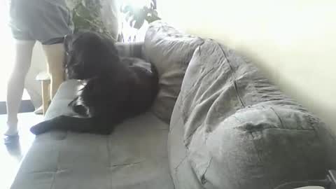 luzardol online show from 5, 3, 2025