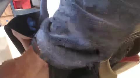 mee9090e900 online show from 19, 9, 2025