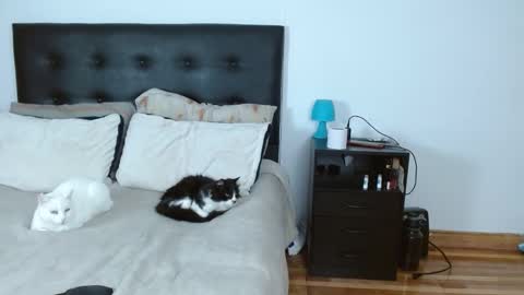 Michael  Iris online show from 14, 12, 2025