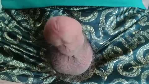 miketrike137 online show from 22, 4, 2026