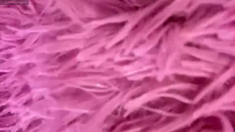 Amelia online show from 15, 11, 2025