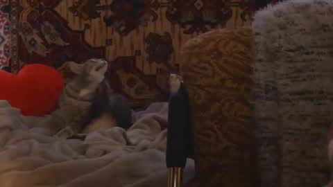 Elis online show from 20, 2, 2026