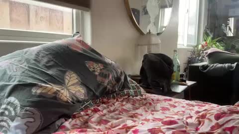 moreplease413 online show from 27, 12, 2024