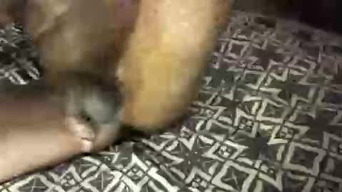 Snapshot of mrbigdiq chatting on 6, 2, 2025 MrBigDiQ1 online show from 6, 2, 2025