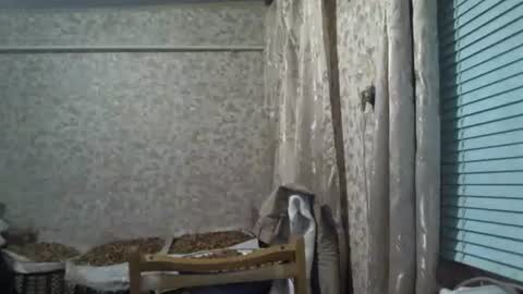 mrlike2020 online show from 3, 12, 2025