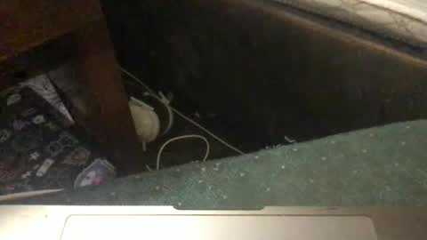 Tara Jane online show from 11, 1, 2026