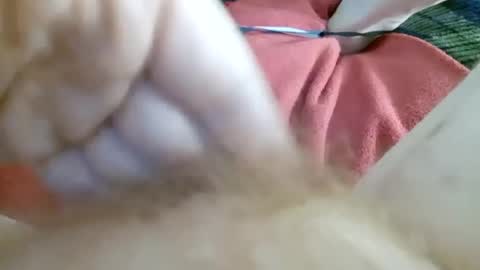 Kitty online show from 2, 7, 2026