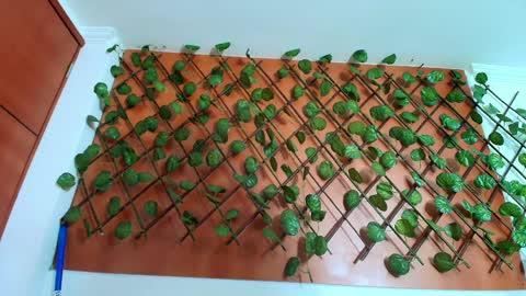 Kitten online show from 8, 4, 2026