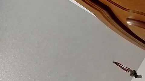 nightnightlol online show from 11, 2, 2025