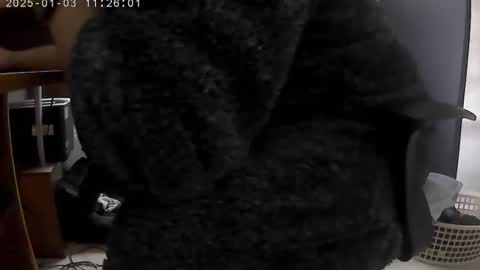 nineinchhard online show from 3, 1, 2025