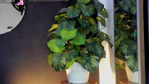 Noah  online show from 20, 3, 2026