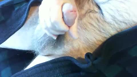 o269x2 online show from 13, 2, 2025