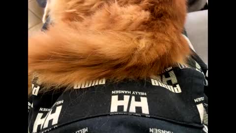 oggs48 online show from 1, 11, 2025