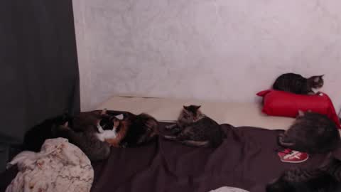 Olivia online show from 4, 2, 2026