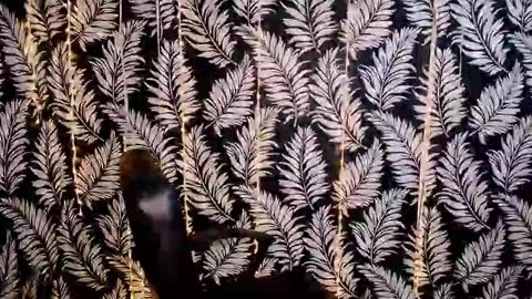 Snapshot of oliviaoskar_ chatting on 18, 10, 2025 Kelly online show from 18, 10, 2025