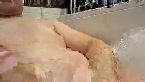 Snapshot of p20ccm chatting on 11, 1, 2025 p20ccm online show from 11, 1, 2025