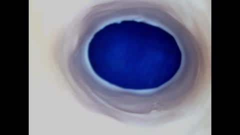 Paula 18 Aninhos online show from 9, 11, 2025