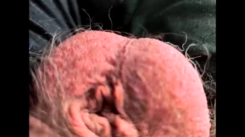 petrol63102 online show from 26, 2, 2026